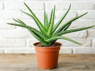 healthy-aloe-vera-plant-in-terracotta-pot-photo