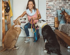 dog-sitt