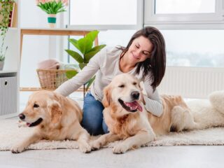 golden-retriever-dogs-lying-on-the-floor-with-pet-sitter_Tatyana-Vyc_Shutterstock