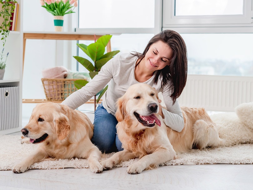 EXAMPLE – Pet Sitting Available